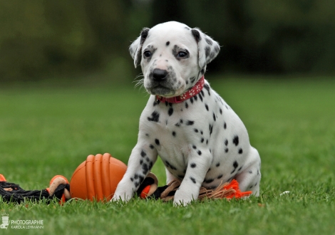 Female, colour white - black (collar pink)