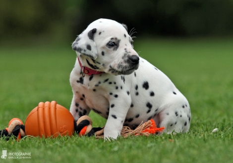 Female, colour white - black (collar pink)