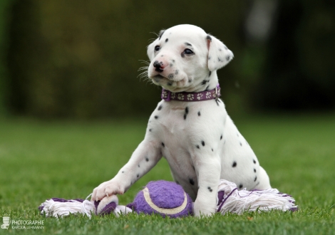 Female, colour white - black (collar purple)