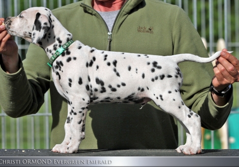 Christi ORMOND Evergreen Emerald - Male, colour white - black (collar green)