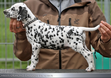 Christi ORMOND Englands Excalibur - Male, colour white - black (collar black)