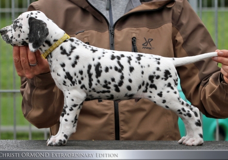 Christi ORMOND Extraordinary Edition - Male, colour white - black (collar yellow)