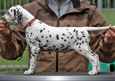 Christi ORMOND Eager Embrace - Female, colour white - black (collar red)