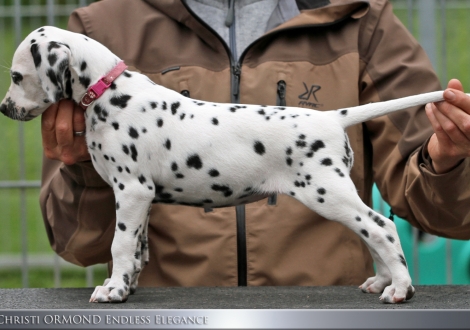 Christi ORMOND Endless Elegance - Female, colour white - black (collar pink)