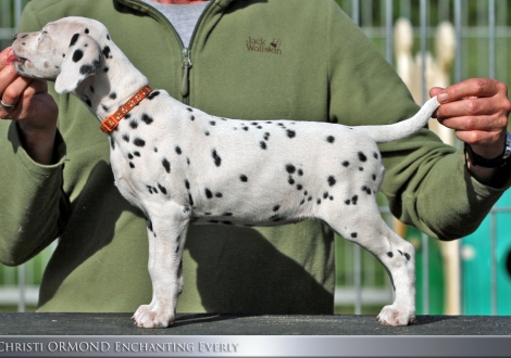 Christi ORMOND Enchanting Everly - Female, colour white - black (collar orange)