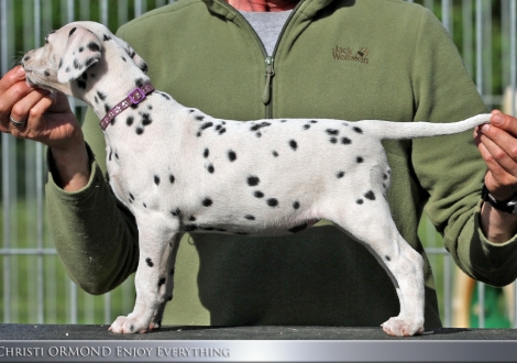 Christi ORMOND Enjoy Everything - Female, colour white - black (collar purple)