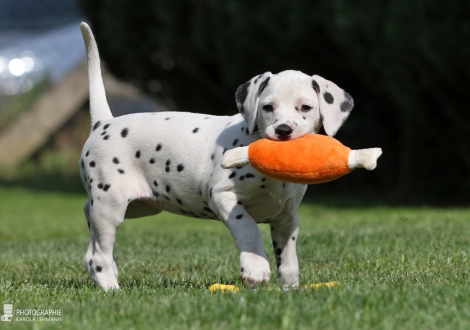 Christi ORMOND Enchanting Everly - Female, colour white - black (collar orange)