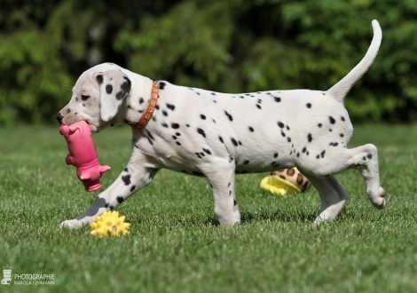 Christi ORMOND Enchanting Everly - Female, colour white - black (collar orange)