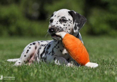 Christi ORMOND Englands Excalibur - Male, colour white - black (collar black