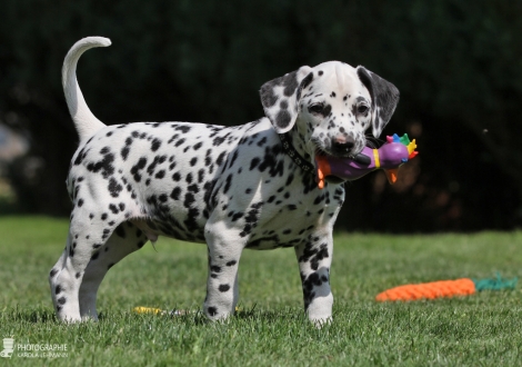 Christi ORMOND Englands Excalibur - Male, colour white - black (collar black