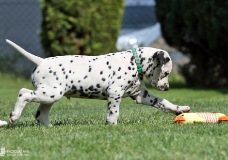 Christi ORMOND Evergreen Emerald - Male, colour white - black (collar green)