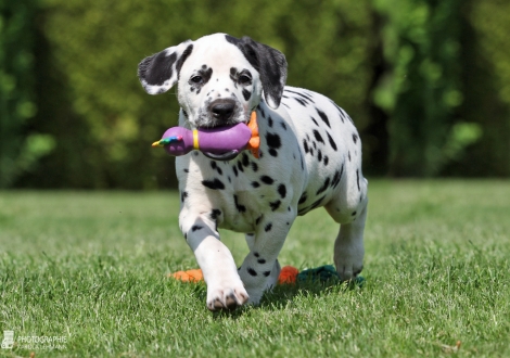 Christi ORMOND Epic Endeavor - Male, colour white - black (collar light blue)