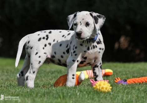 Christi ORMOND Easter Egg - Male, colour white - black (collar blue)