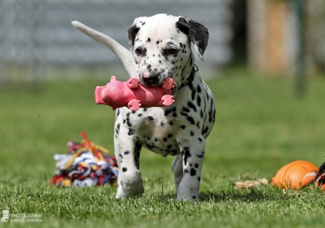 Christi ORMOND Englands Excalibur - Male, colour white - black (collar black)