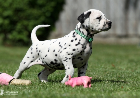 Christi ORMOND Evergreen Emerald - Male, colour white - black (collar green)