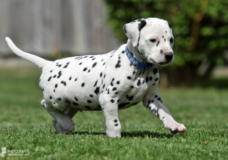 Christi ORMOND Easter Egg - Male, colour white - black (collar blue)