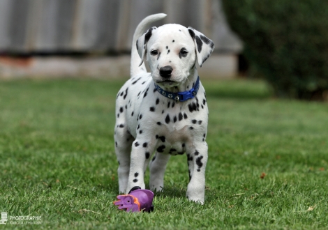 Christi ORMOND Easter Egg - Male, colour white - black (collar blue)