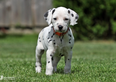 Christi ORMOND Enchanting Everly - Female, colour white - black (collar orange)