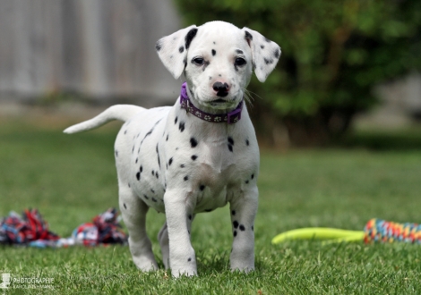 Christi ORMOND Enjoy Everything - Female, colour white - black (collar purple)