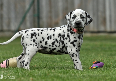 Christi ORMOND Easy Energy - Female, colour white - black (collar light pink)