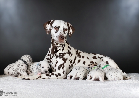 Dalmatian Dream for ORMOND vom Teutoburger Wald (called Mocha Junior) with her Christi ORMOND GG - Litter 3rd week of life