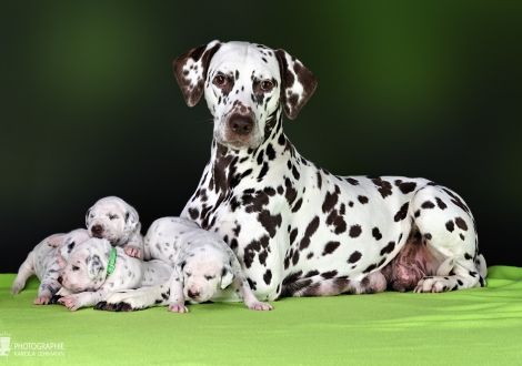 Dalmatian Dream for ORMOND vom Teutoburger Wald (genannt Mocha Junior) mit ihrem Christi ORMOND II - Wurf 2. Lebenswoche