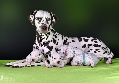 Dalmatian Dream for ORMOND vom Teutoburger Wald (genannt Mocha Junior) mit ihrem Christi ORMOND II - Wurf 2. Lebenswoche