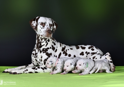 Dalmatian Dream for ORMOND vom Teutoburger Wald (genannt Mocha Junior) mit ihrem Christi ORMOND II - Wurf 2. Lebenswoche