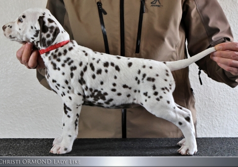 Hündin | Farbschlag weiss - braun, Halsband Rot