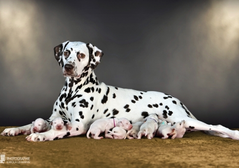 Christi ORMOND Biskaya Bay (called Kaya) with her Christi ORMOND LL - Litter 1st week of life