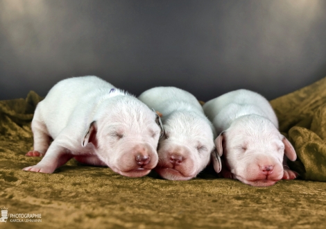 Females | colour white and liver, collar purple, collar orange and collar pink