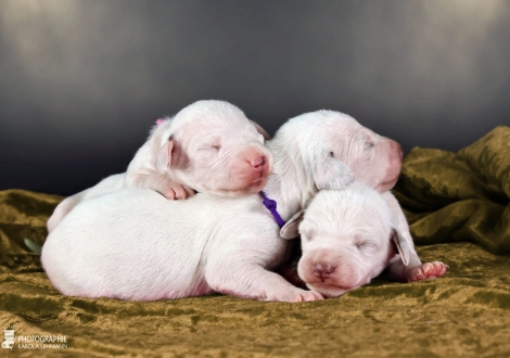Females | colour white and liver, collar pink, collar purple and collar orange