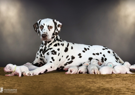 Christi ORMOND Biskaya Bay (called Kaya) with her Christi ORMOND LL - Litter 1st week of life