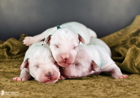 Males | colour white - liver, collar black, collar dark green and collar light blue