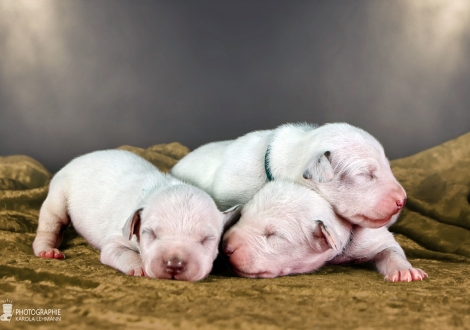 Males | colour white - liver, collar light blue, collar dark green and collar black