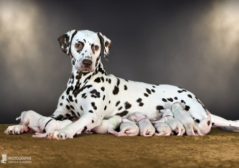 Christi ORMOND Biskaya Bay (called Kaya) with her Christi ORMOND LL - Litter 1st week of life