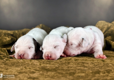 Females | colour white and liver, collar light green, collar yellow and collar red
