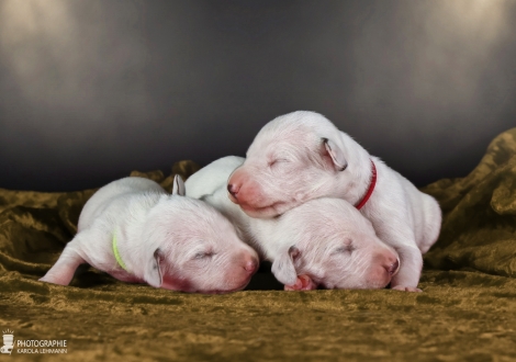 Females | colour white and liver, collar yellow, collar light green and collar red