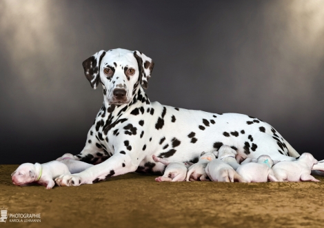 Christi ORMOND Biskaya Bay (called Kaya) with her Christi ORMOND LL - Litter 1st week of life