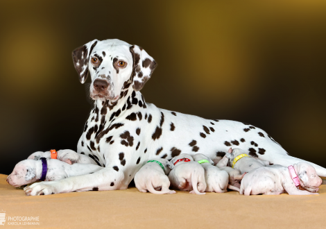 Christi ORMOND Biskaya Bay (called Kaya) with her Christi ORMOND LL - Litter 2nd week of life