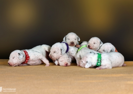 Photo impression Christi ORMOND LL - Litter 2nd week of life