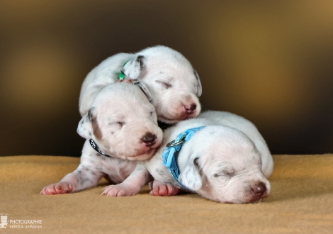 Males | colour white - liver, collar dark green, collar black and collar light blue