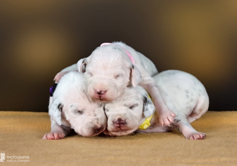 Females | colour white and liver, collar purple, collar pink and collar yellow