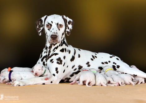 Christi ORMOND Biskaya Bay (called Kaya) with her Christi ORMOND LL - Litter 2nd week of life