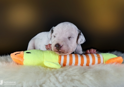 Male | colour white - liver, collar black