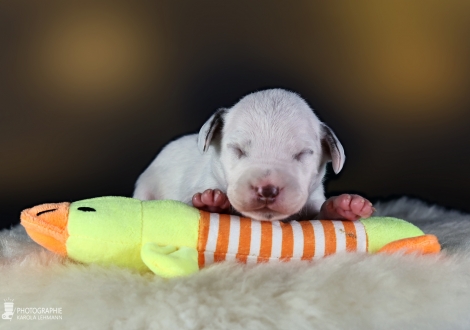 Male | colour white - liver, collar dark green