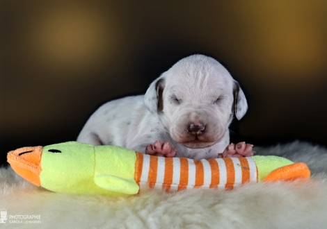 Female | colour white and liver, collar purple