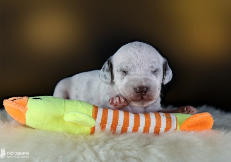 Female | colour white and liver, collar orange
