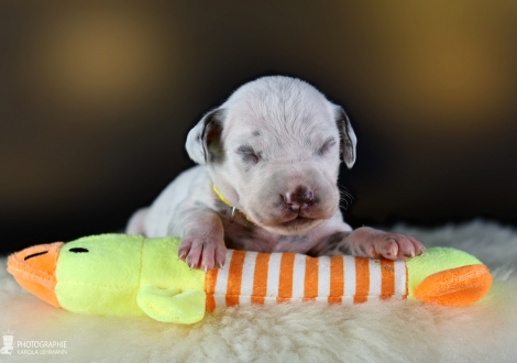 Female | colour white and liver, collar yellow