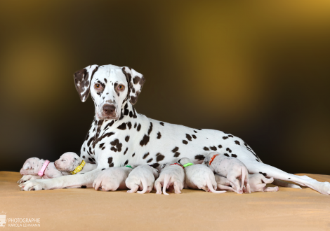 Christi ORMOND Biskaya Bay (called Kaya) with her Christi ORMOND LL - Litter 2nd week of life